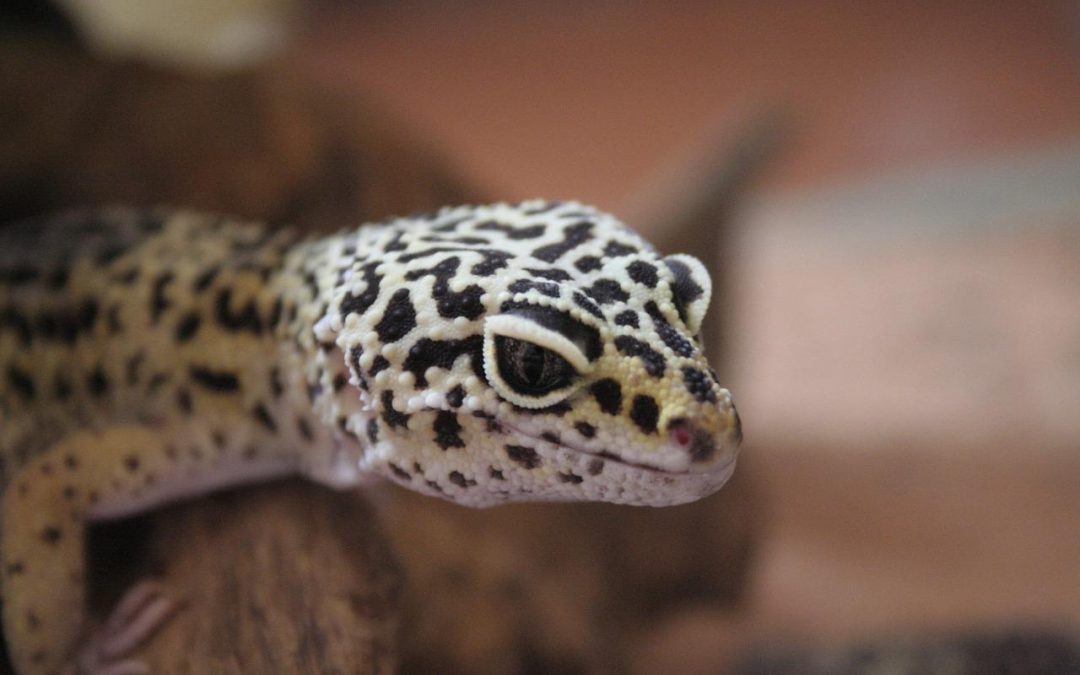 Comment prendre soin d’un bébé gecko léopard ?