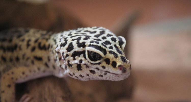 Comment prendre soin d’un bébé gecko léopard ?