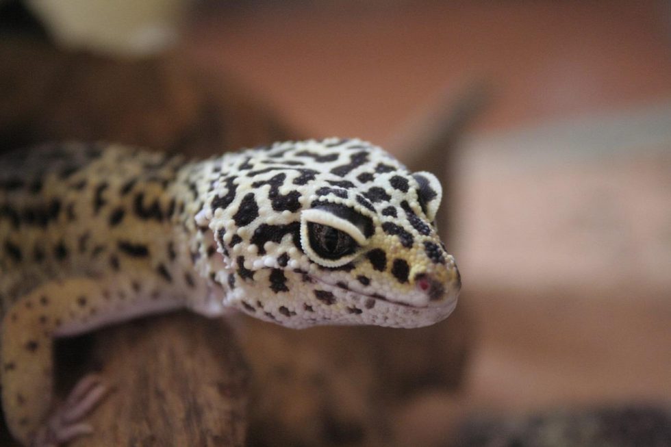 Comment prendre soin d'un bébé gecko léopard ? Chantal Petitclerc — free download