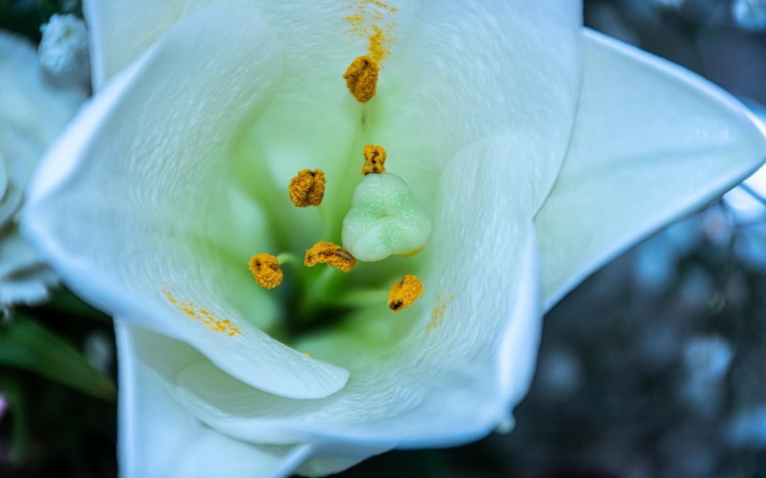 Toutes les utilisations de la fleur de lys