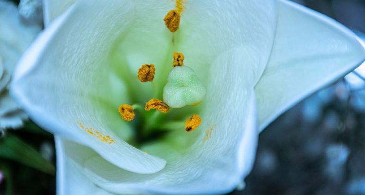 Toutes les utilisations de la fleur de lys